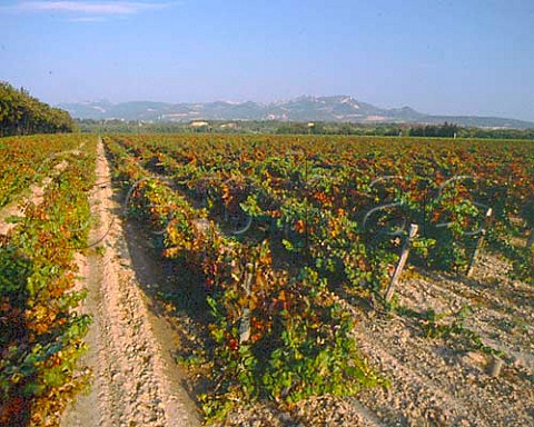 Grenache vineyard on the plain between the River Ouvze and River Aigues south of Cairanne with the Dentelles de Montmirail in distance Vaucluse France Ctes du Rhne