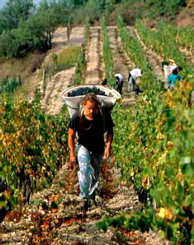 Hod carrier in Syrah vineyard of Delas Frres on  the hill of Hermitage TainlHermitage Drme   France     Hermitage