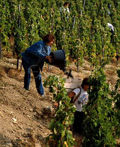 Harvesting Syrah grapes on the hill of Hermitage in   vineyard of DelasFrres TainlHermitage Drme   France