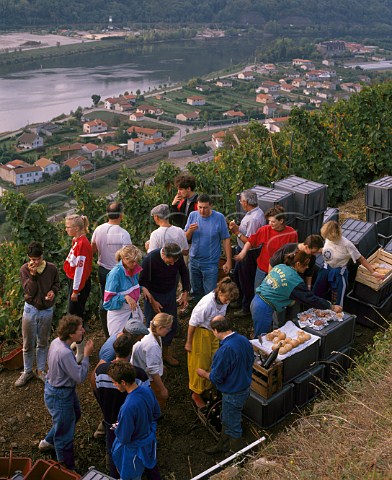 Marcel Guigal and his pickers have breakfast on the steep slopes of the Cte Rtie above Ampuis and the River Rhne Rhne France