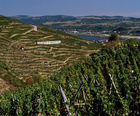Syrah vineyards on the Cte Rtie above Ampuis and the River Rhne Rhne France     AC Cte Rtie