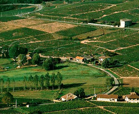 Vineyards on the slopes of Mont Brouilly  Rhne France    Cte de Brouilly  Beaujolais