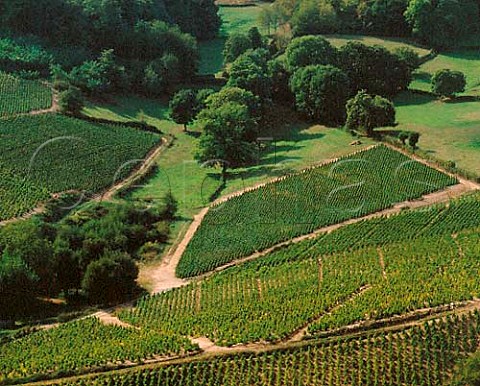 Vineyards near Fleurie Rhne France   Fleurie  Beaujolais