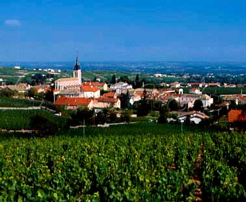 Vineyards around Fleurie Rhne France     Fleurie  Beaujolais