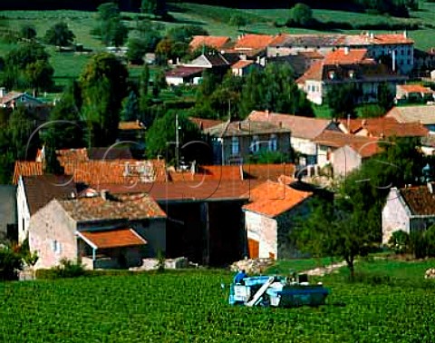 Machine harvesting of Chardonnay grapes in vineyard   at Gratay SaneetLoire France Mconnais