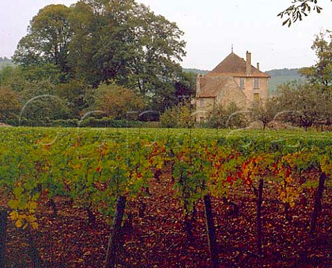Vineyard at Domaine Xavier Besson Givry   SaneetLoire France   Cte Chalonnaise