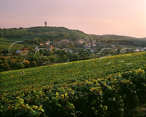 Aligot vineyards around the village of Bouzeron SaneetLoire France Bouzeron  