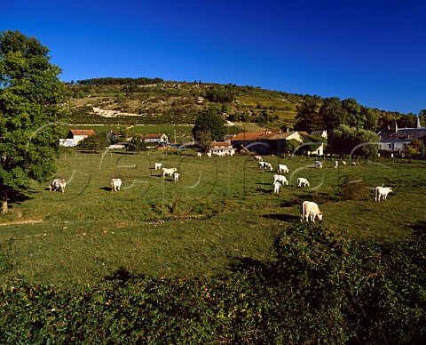 Mixed farming at Melin Cte dOr France   Hautes Ctes de Beaune