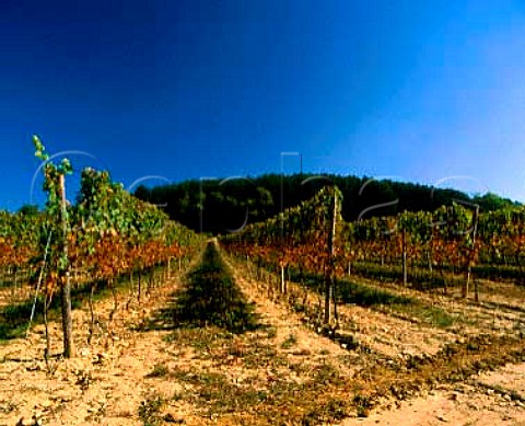 Hightrained vines widelyspaced showing damage   caused by machine harvesting    VillerslaFaye Cte dOr France   Hautes Ctes de Nuits