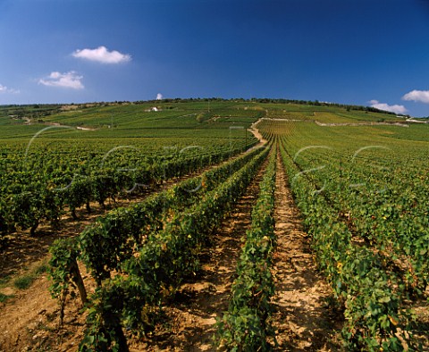 Grand Cru vineyards RomaneConti on left of track with La Romane above it and Richebourg on right VosneRomane Cte dOr France Cte de Nuits