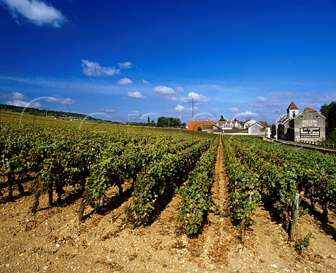 MoreyStDenis viewed over the Clos de Tart vineyard  Cte dOr France Cte de Nuits