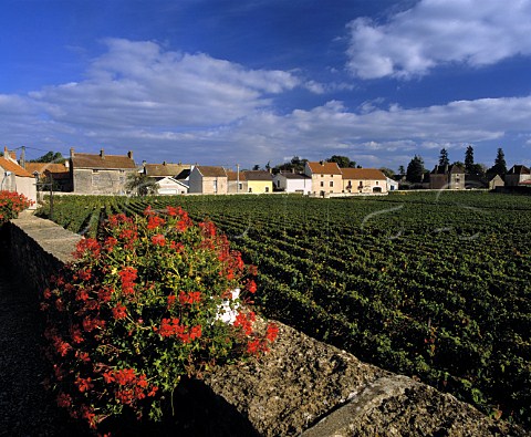 Mvelle vineyard in GevreyChambertin   Cte dOr France Cte de Nuits