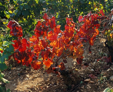 Red leaf virus leafroll affecting Pinot Noir vine in the Clos de Vougeot vineyard Cte dOr France