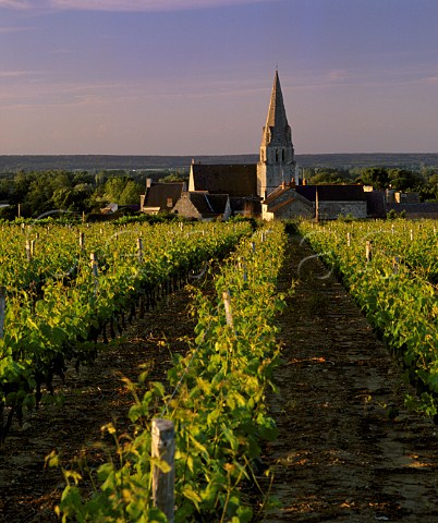 Vineyard by the church at Souzay near Saumur  MaineetLoire France       Saumur Champigny