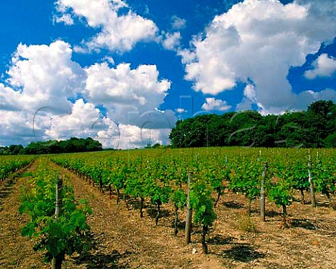Vineyards at Souzay near Saumur MaineetLoire   France    SaumurChampigny