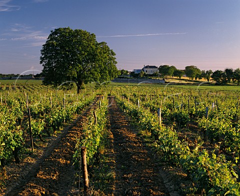 Cabernet Franc vineyard at Souzay near Saumur MaineetLoire France  SaumurChampigny