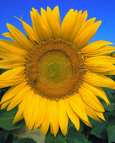 Sunflower Ardche France