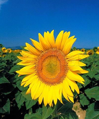 Sunflower in the Ardeche France