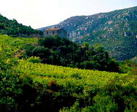 Vineyard near DurbanCorbires Aude France   Corbires