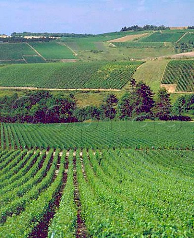 Champagne vines near Essoyes Aube Champagne
