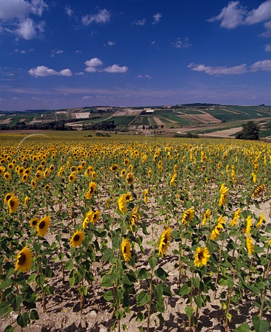 Field of sunflowers with vineyards in distance Near Essoyes Aube France Champagne
