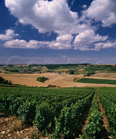 Vineyards and sunflower fields at NolesMallets   Aube France     Champagne
