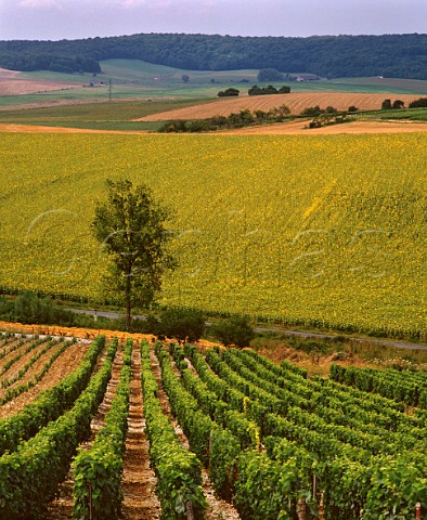 Vineyard and sunflower field ChampignollezMondeville Aube France Champagne