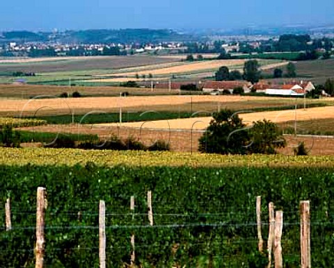 Vineyard at StPourcainsurSioule Allier France