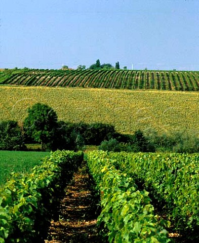 Vineyards near SaintPourainsurSioule Allier   France  StPourain