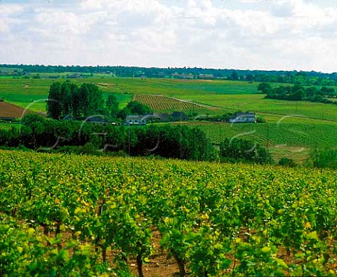 Vineyards in the Layon Valley at Chaume   MaineetLoire France   QuartsdeChaume