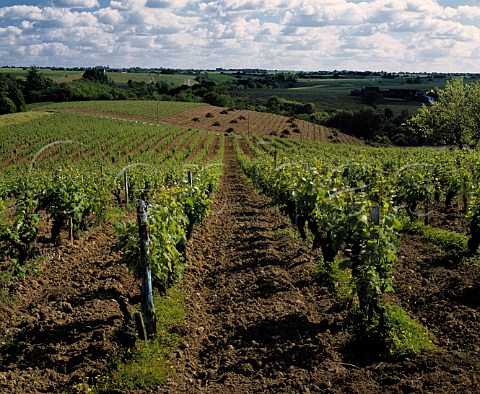 Vineyard in the Layon Valley near Chaume   MaineetLoire France  Quarts de Chaume