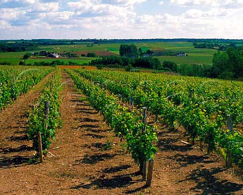Vineyards in the Layon valley near Chaume   MaineetLoire France   QuartsdeChaume