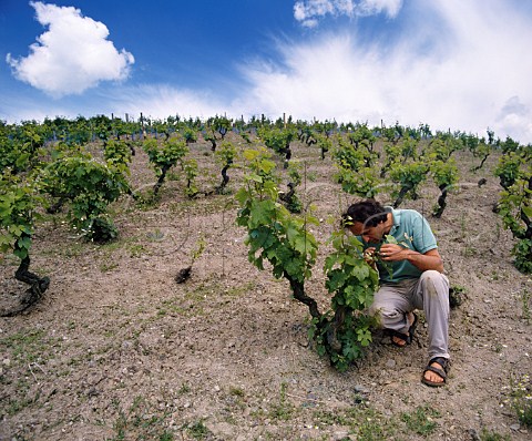 Nicolas Joly examining Chenin Blanc vines in his    Coule de Serrant vineyard Savennires   MaineetLoire France