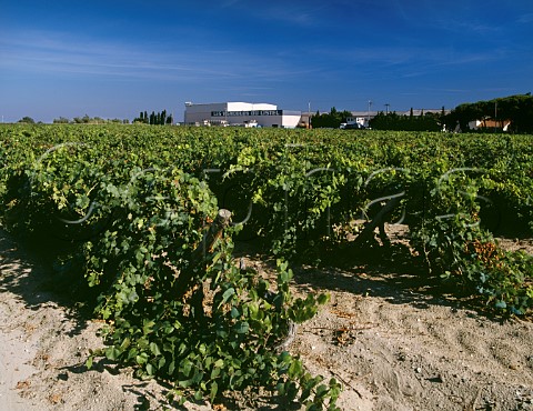 Vineyard of Les Salins du Midi Listel on the sand bars of the Golfe du Lion AiguesMortes Gard France