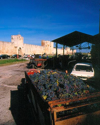 Harvested grapes arriving at the Cave Cooperative   Les Remparts at AiguesMortes Gard France