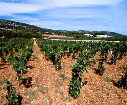 Vineyards at Frontignan Herault France