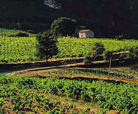 Vineyards near StSaturnin Hrault France      Coteaux du Languedoc