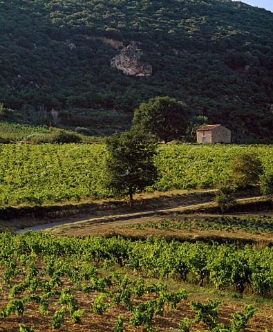 Vineyards near StSaturnindeLucian Hrault France   Coteaux du Languedoc