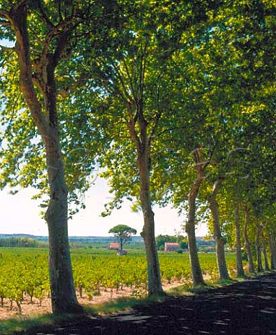 Avenue of plane trees lines the road through the   vineyards at Neffis Hrault France