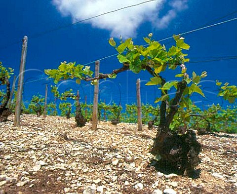 Chardonnay vines in the limestone soil at Voigny   near BarsurAube Aube France    Champagne