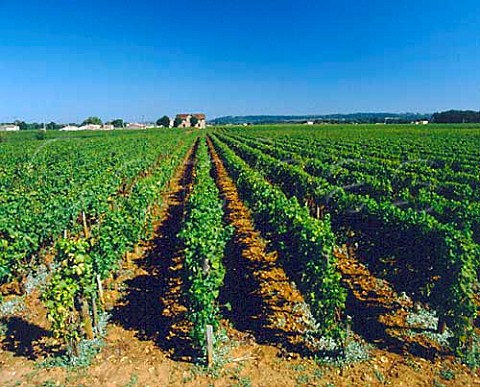 Vineyards at Barsac with the slopes of the Premires   Ctes de Bordeaux in the distance Gironde France   Sauternes  Bordeaux