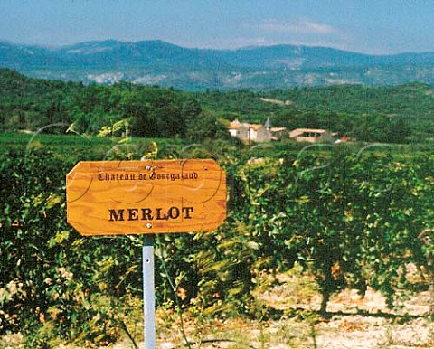 Merlot vineyard of Chteau de Gourgazaud   La Livinire Aude France   Minervois