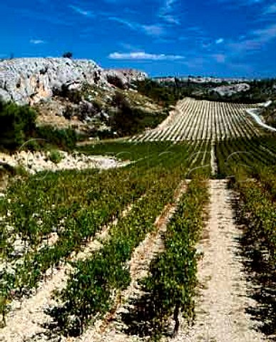 Vineyards of Domaine de Combe Longue La Clape  a   limestone massif between Narbonne and the sea   Coteaux du Languedoc