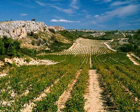 Vineyards of Domaine de Combe Longue   Armissan Aude France  Coteaux du Languedoc la Clape