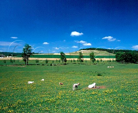 Cattle in meadow with vineyards on the slopes   beyond   BarsurAube Aube France    Champagne