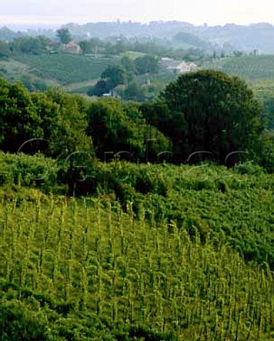 Vineyards near Jurancon Pyrenees Atlantiques    ACJurancon