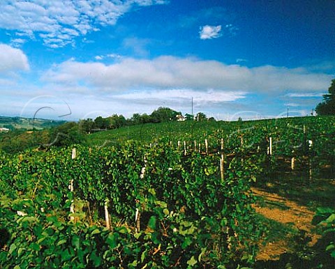 Vineyard of Chteau Jolys near Pau   PyrnesAtlantiques France   AC Juranon