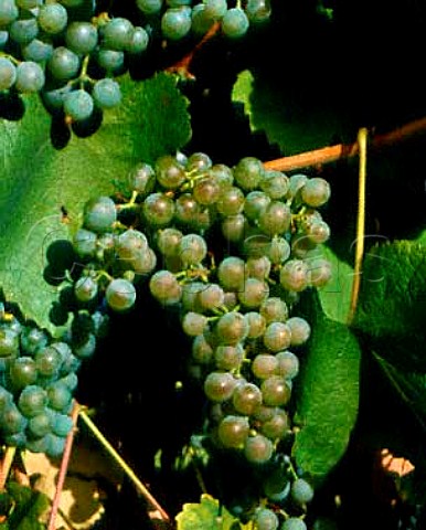 Petit Manseng grapes of Chateau Jolys ACJurancon