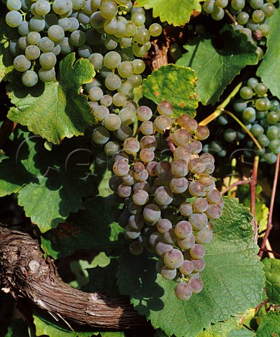 Petit Manseng grapes in vineyard of Chteau Jolys Pau France  AC Juranon