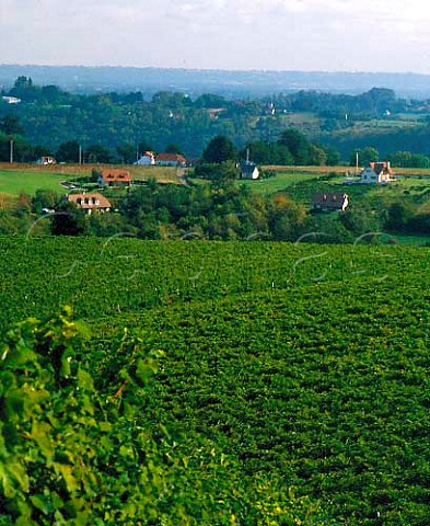 Vineyards of Chteau Jolys near Pau   PyrnesAtlantiques France   AC Juranon